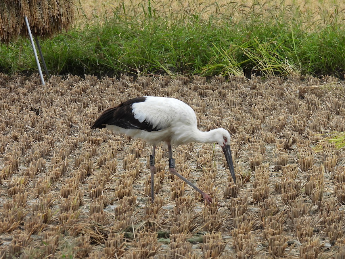 Oriental Stork - ML642315207