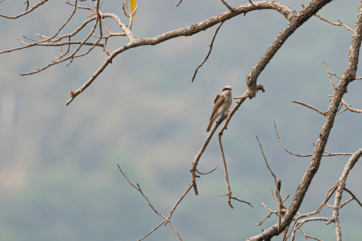 Large Woodshrike - ML642315208