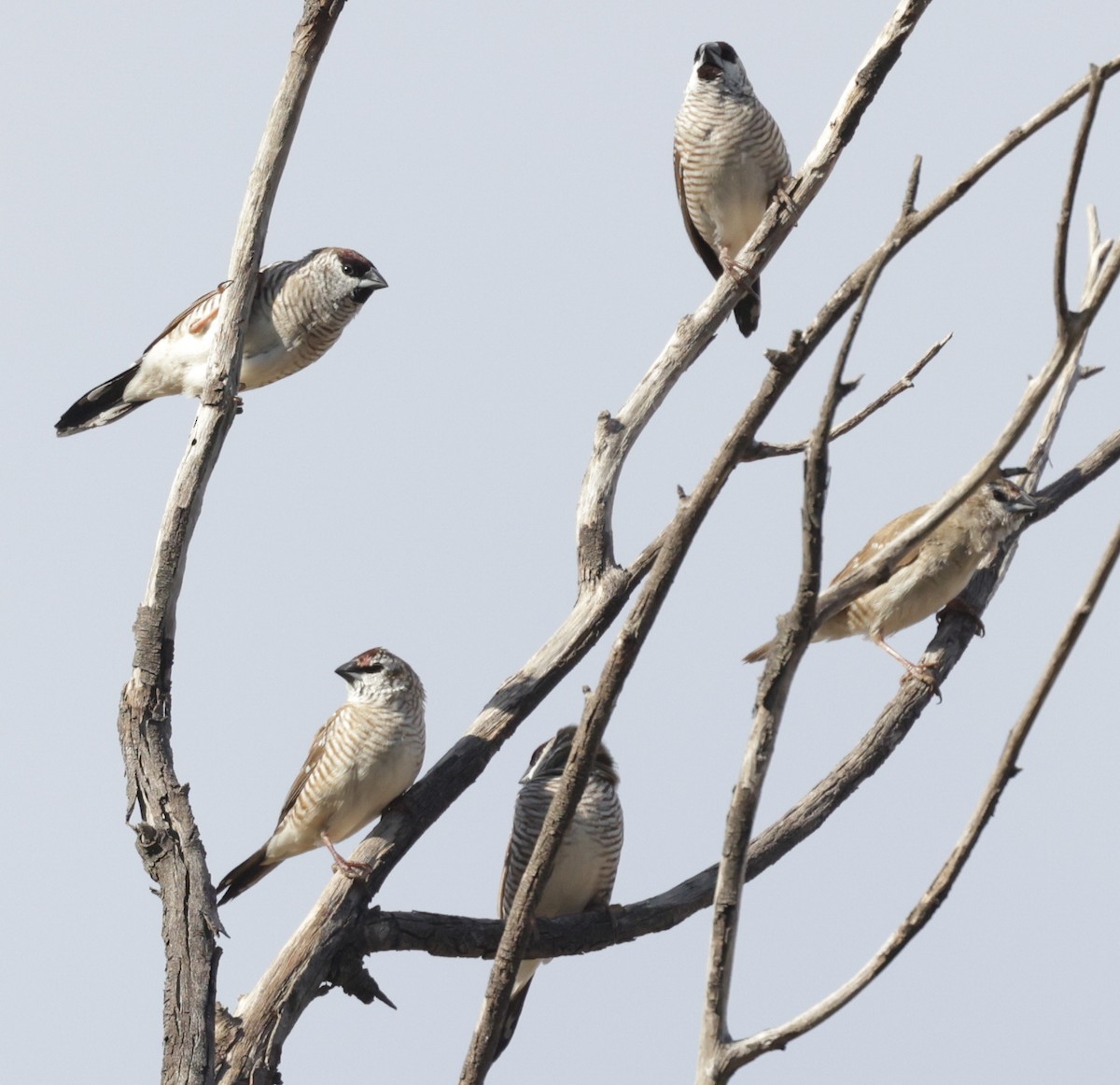 Plum-headed Finch - ML642315209