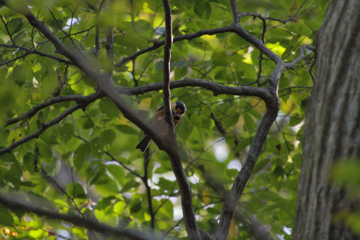 Varied Tit - ML642315211