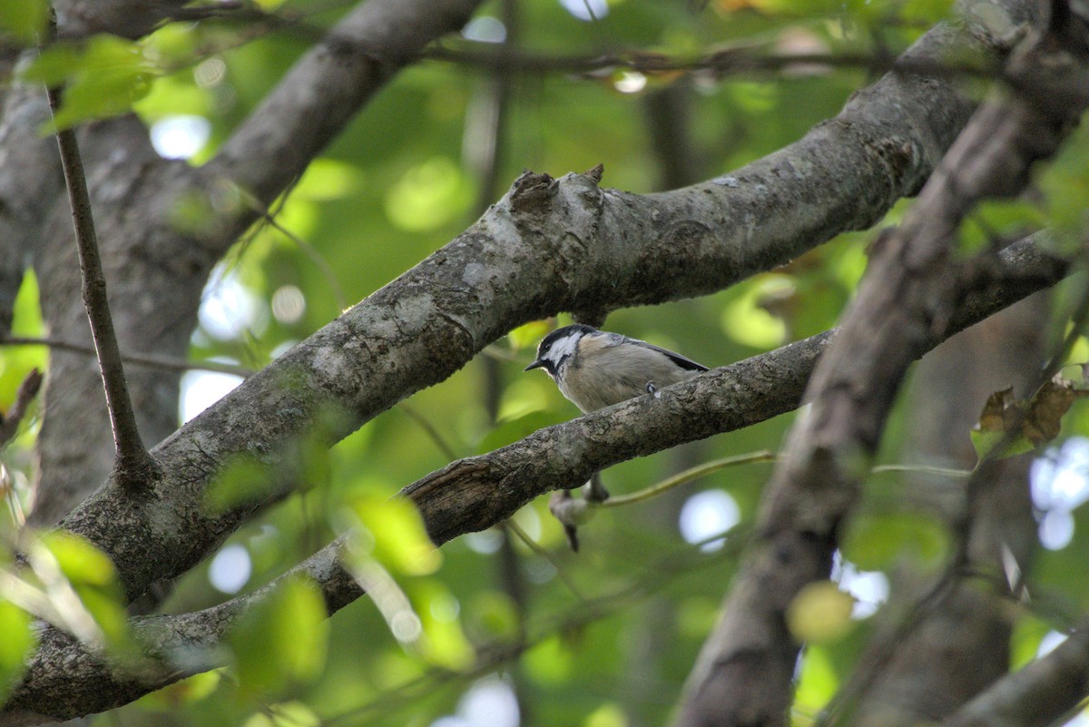 Asian Tit - ML642315215