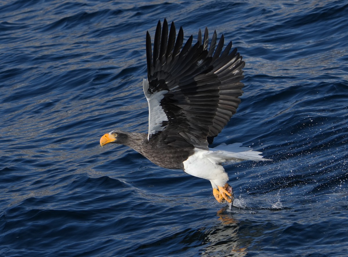 Steller's Sea-Eagle - ML642315217