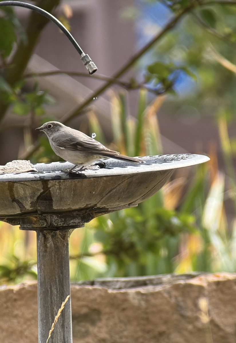 Townsend's Solitaire - ML642315218