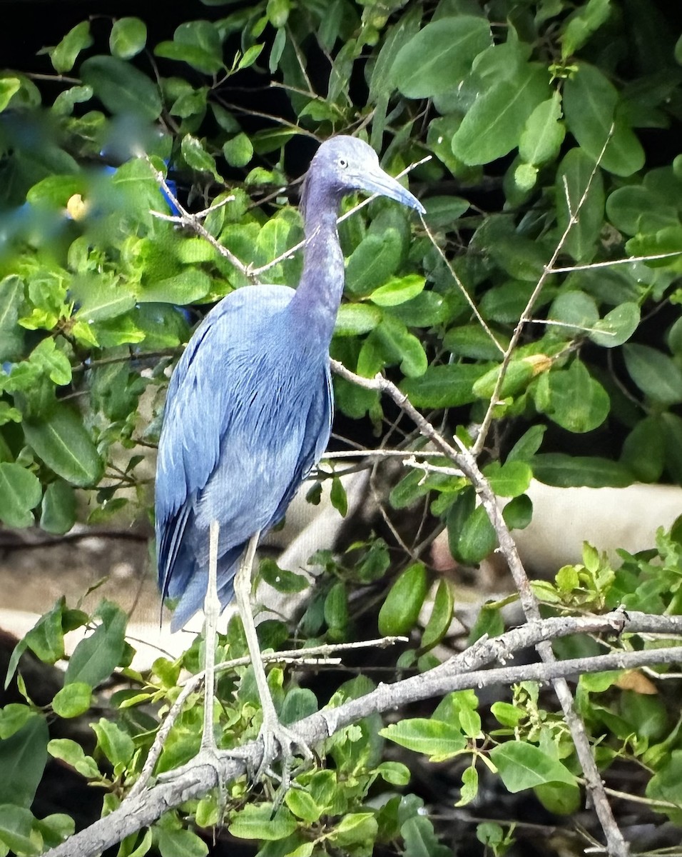 Little Blue Heron - ML642315219