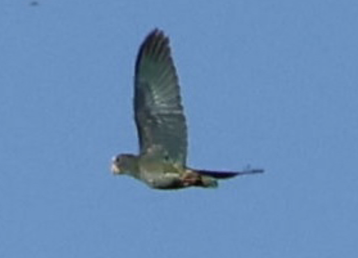 White-crowned Parrot - ML642315222