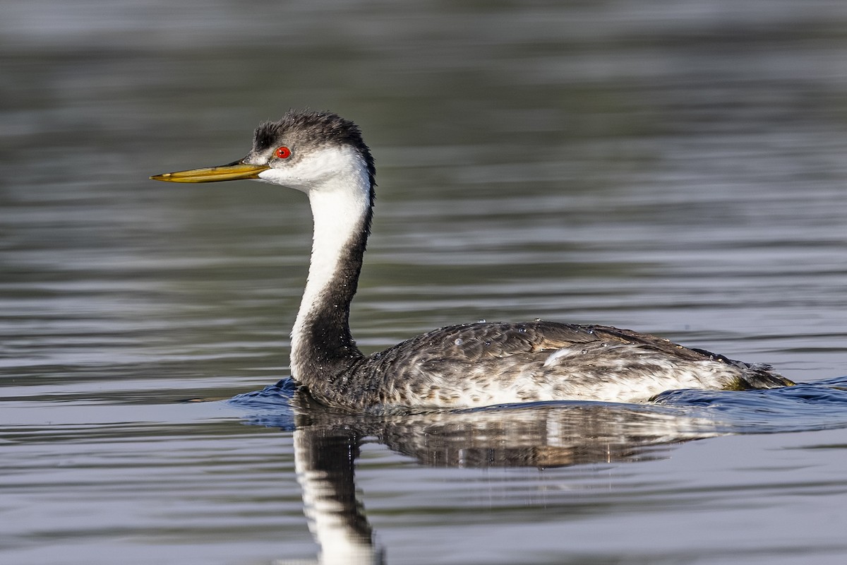 Western Grebe - ML642315223