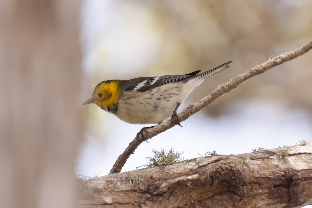 Hermit Warbler - ML642315226