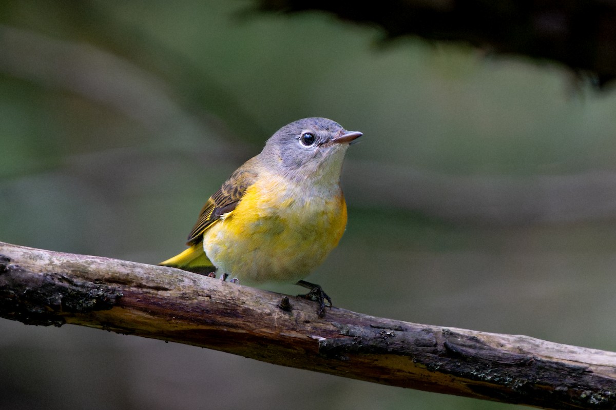 American Redstart - ML642315227