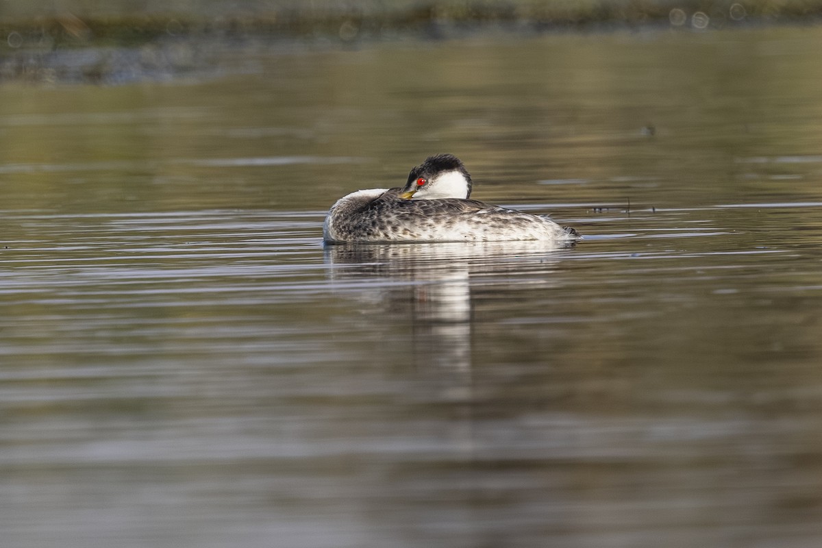 Western Grebe - ML642315228