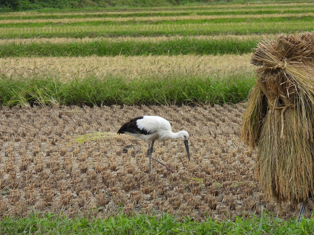 Oriental Stork - ML642315229