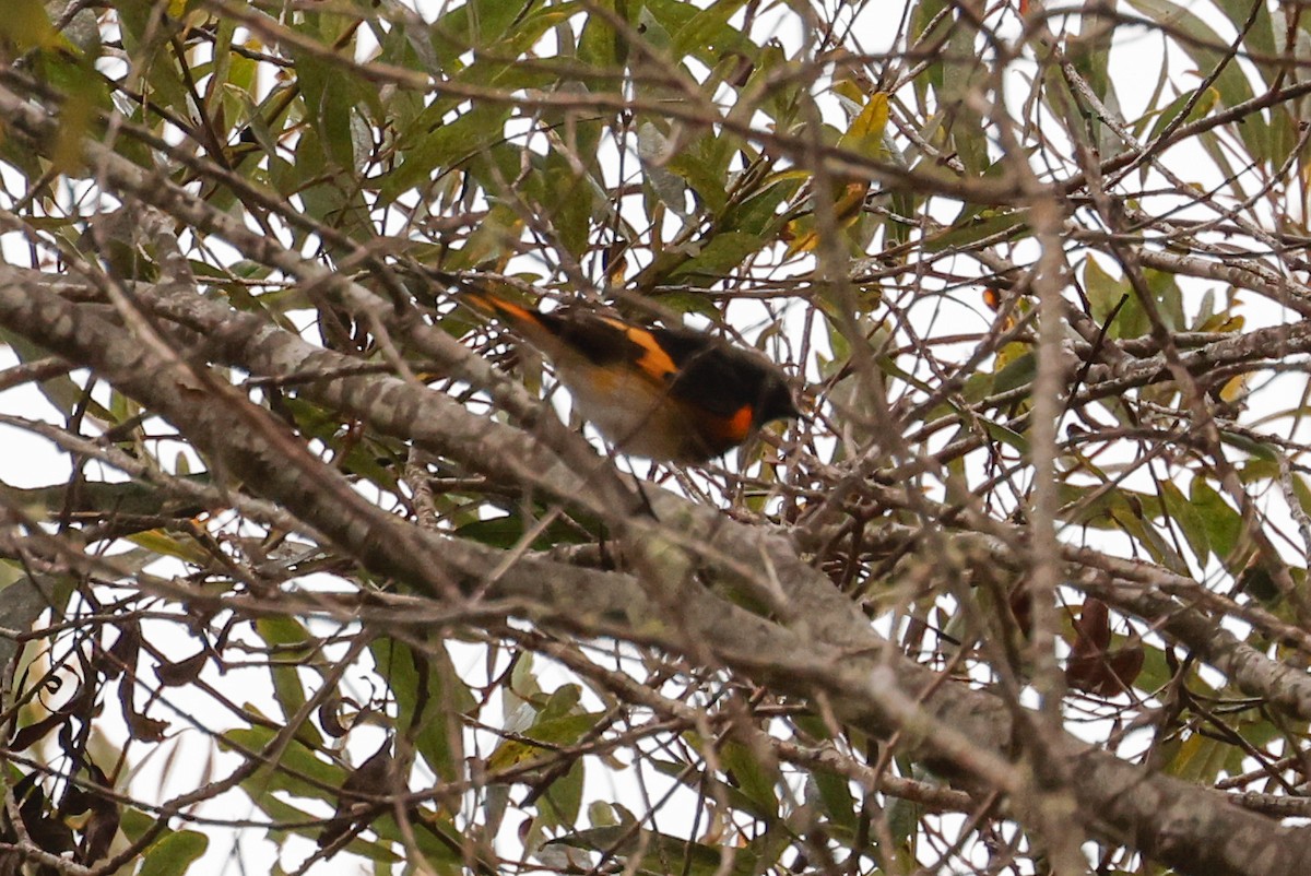 Paruline flamboyante - ML642315231