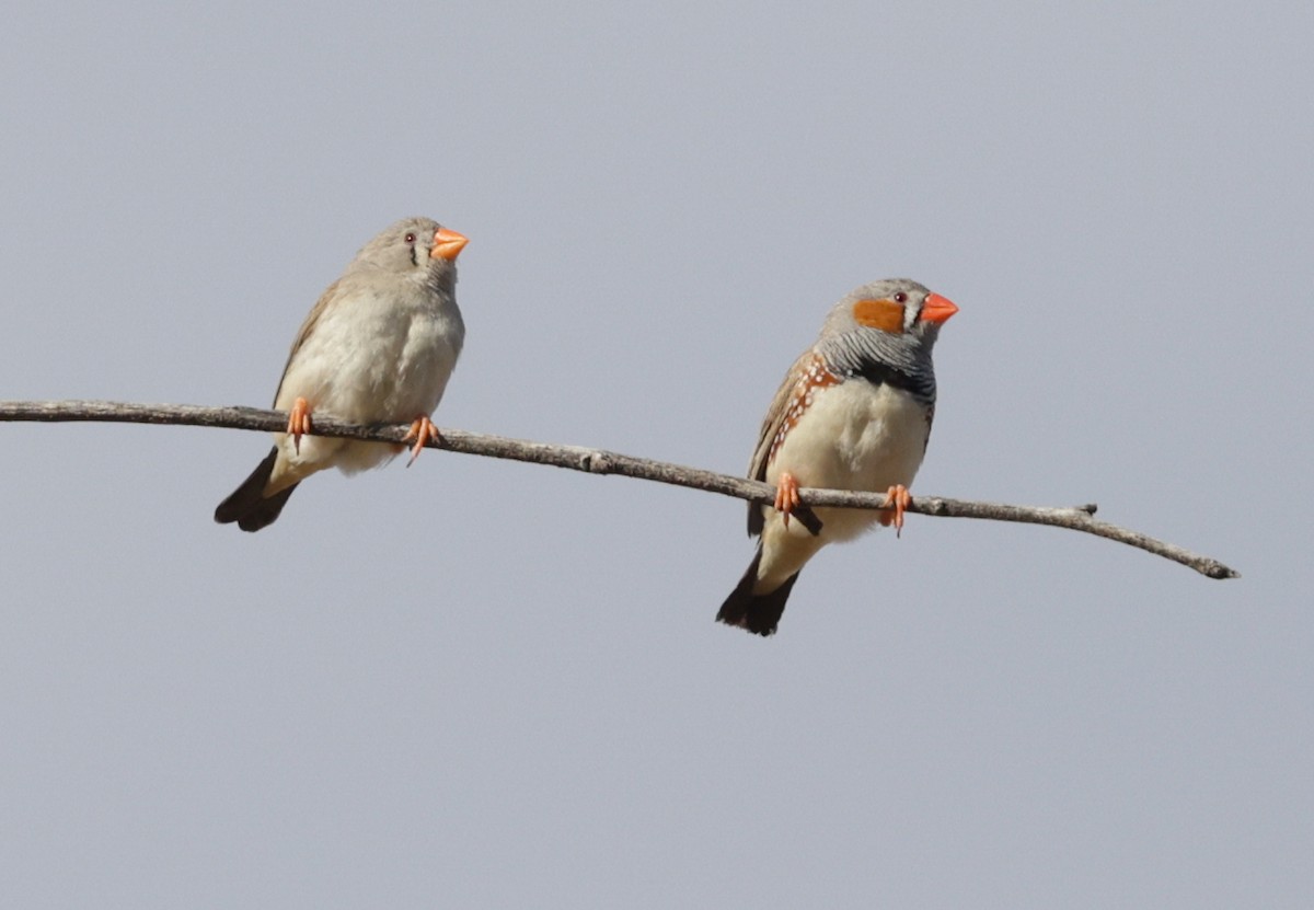 Zebra Finch - ML642315232