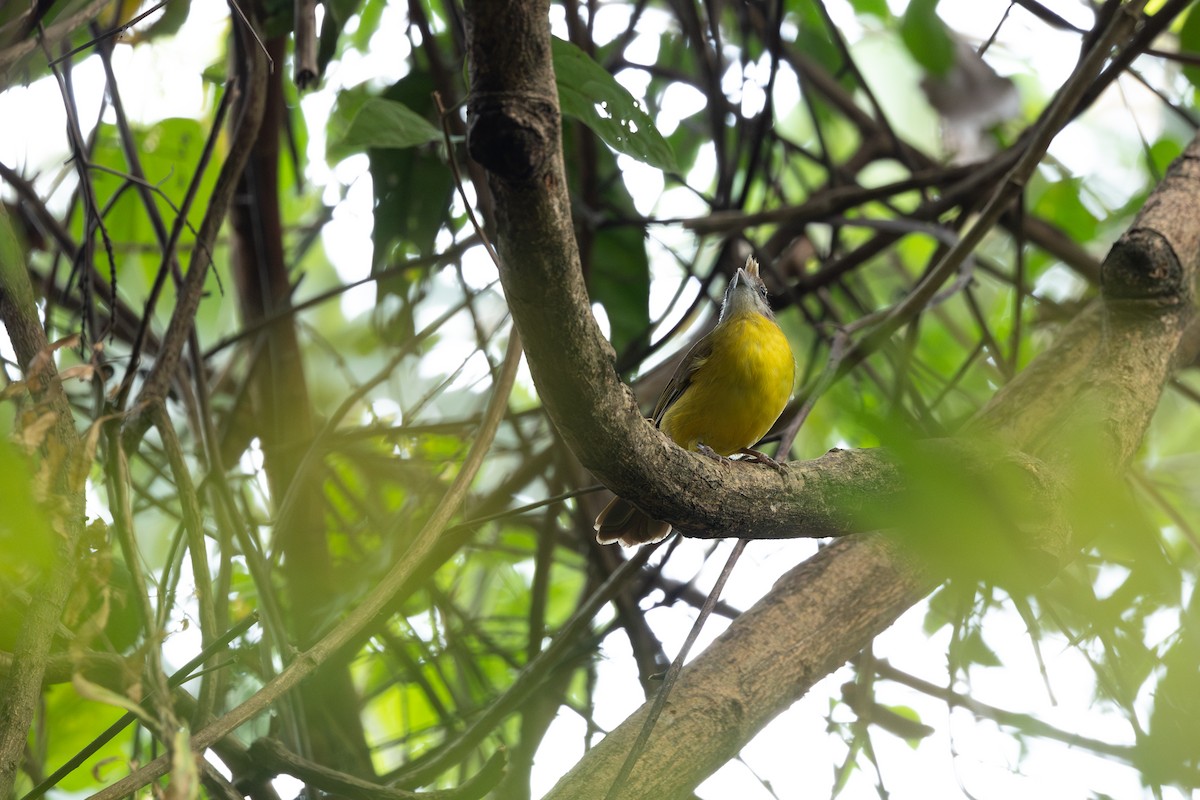 White-throated Bulbul - ML642315238