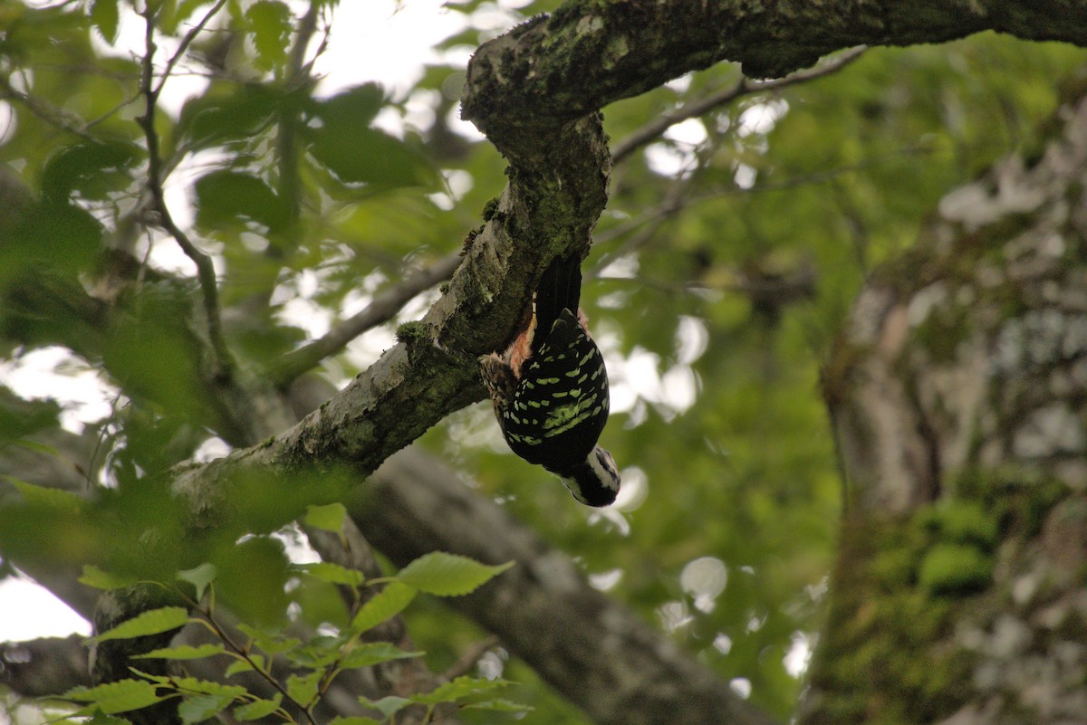 White-backed Woodpecker - ML642315240