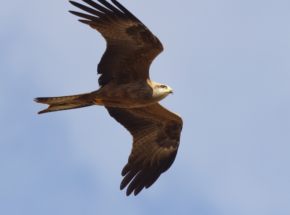 Black Kite - ML642315241