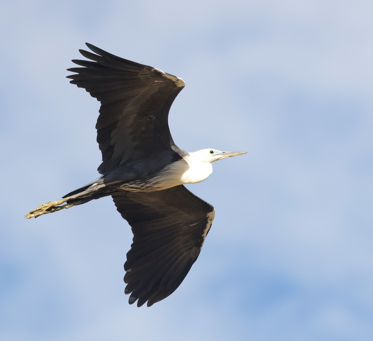 Pacific Heron - ML642315242