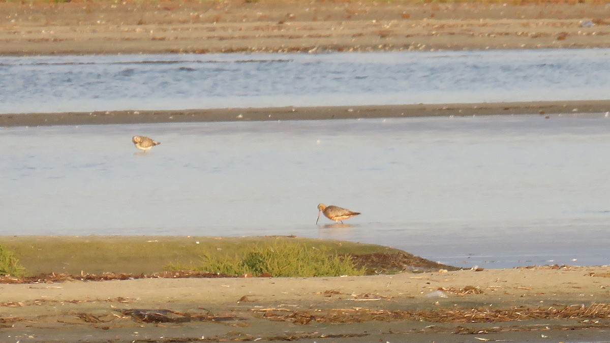Bar-tailed Godwit - ML642315243