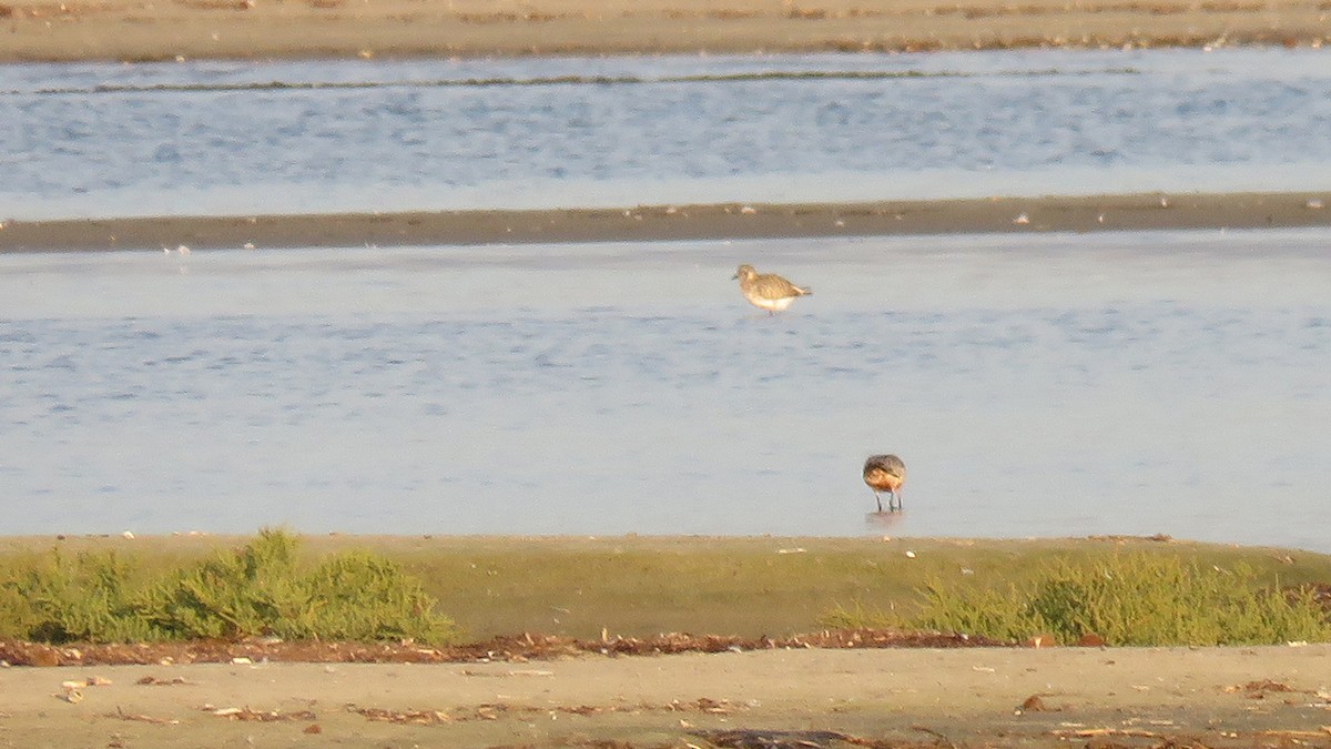 Bar-tailed Godwit - ML642315244