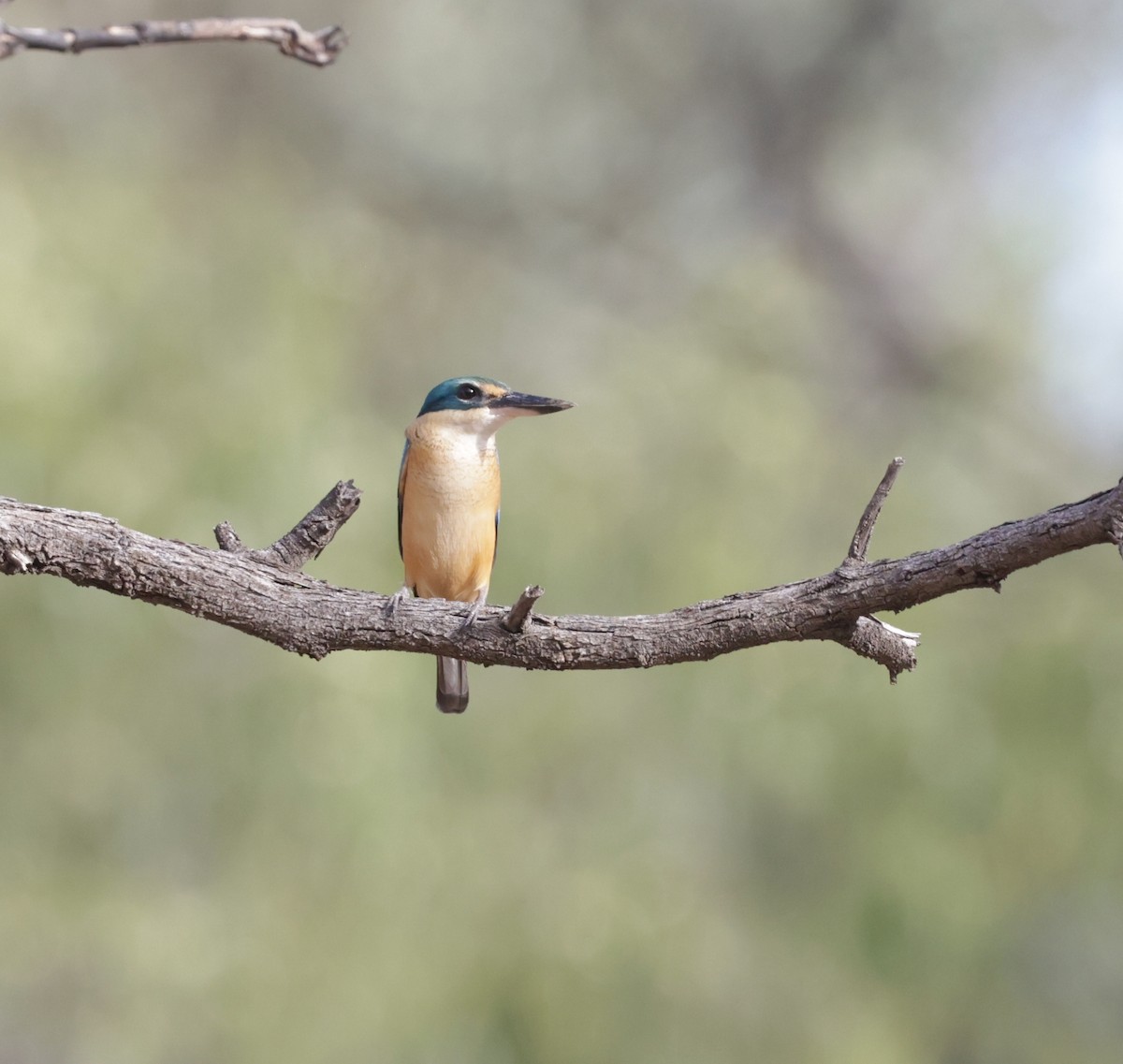 Sacred Kingfisher - ML642315245