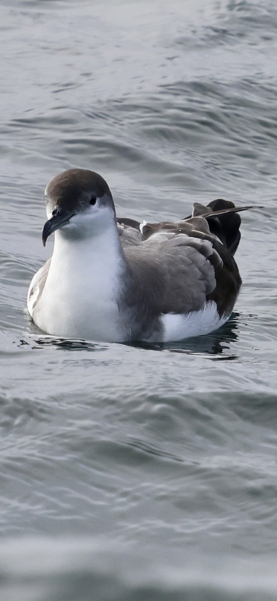 Buller's Shearwater - ML642315246