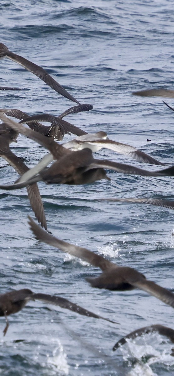 Buller's Shearwater - ML642315247