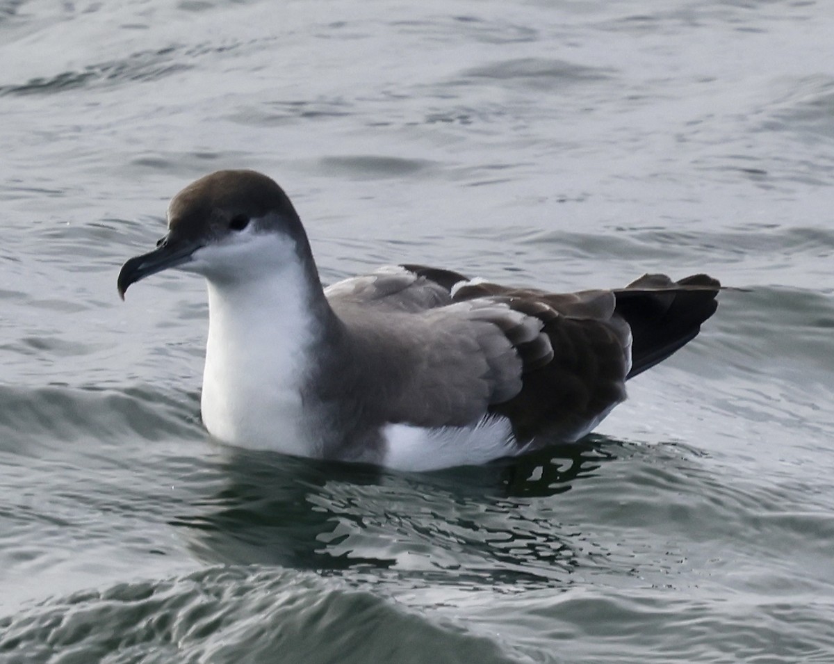 Buller's Shearwater - ML642315248