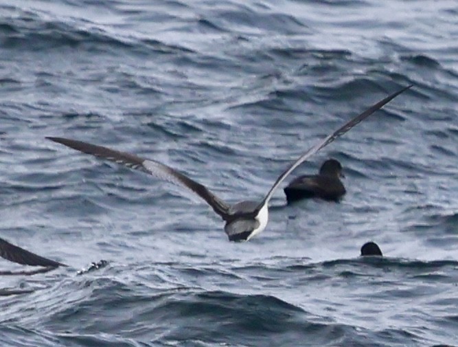 Buller's Shearwater - ML642315249