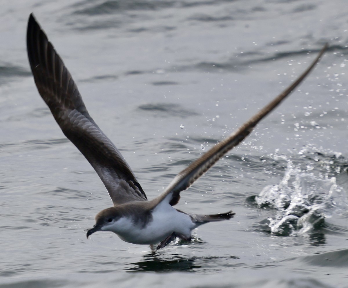 Buller's Shearwater - ML642315250
