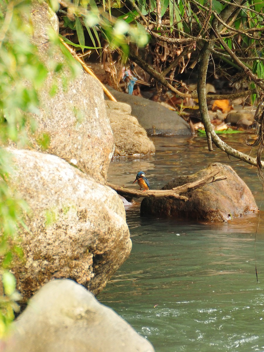 Common Kingfisher (Common) - ML642315252