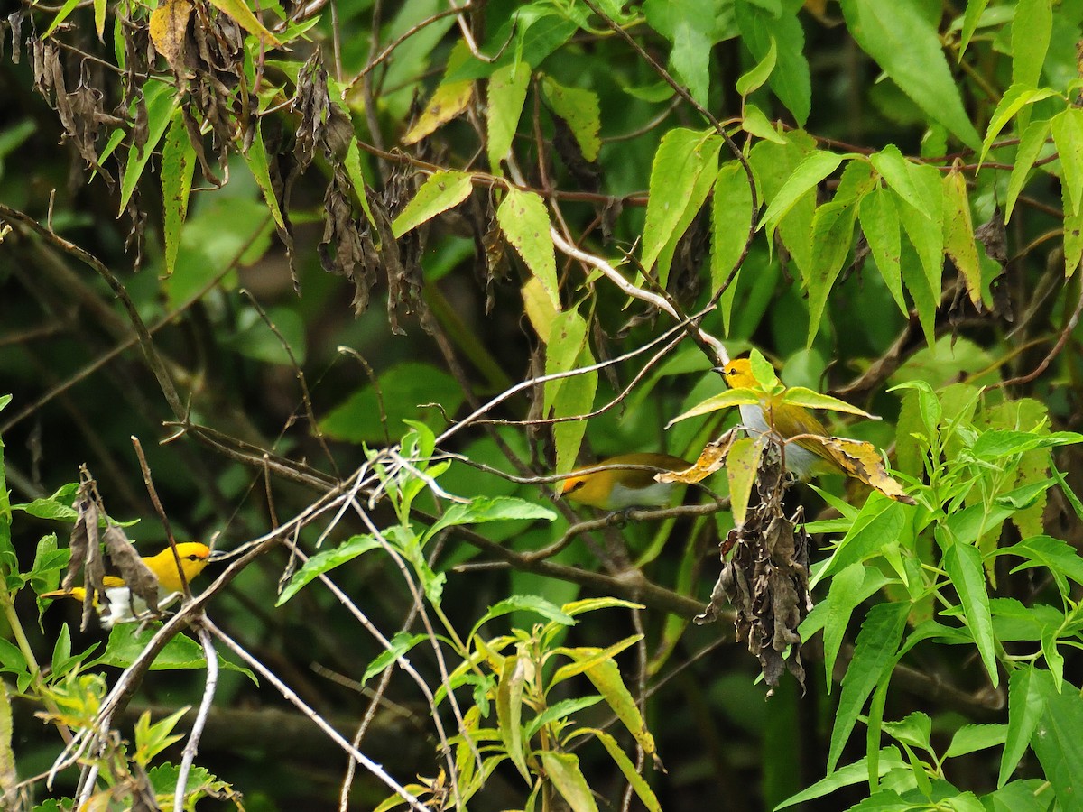 Yellow-spectacled Heleia - ML642315256