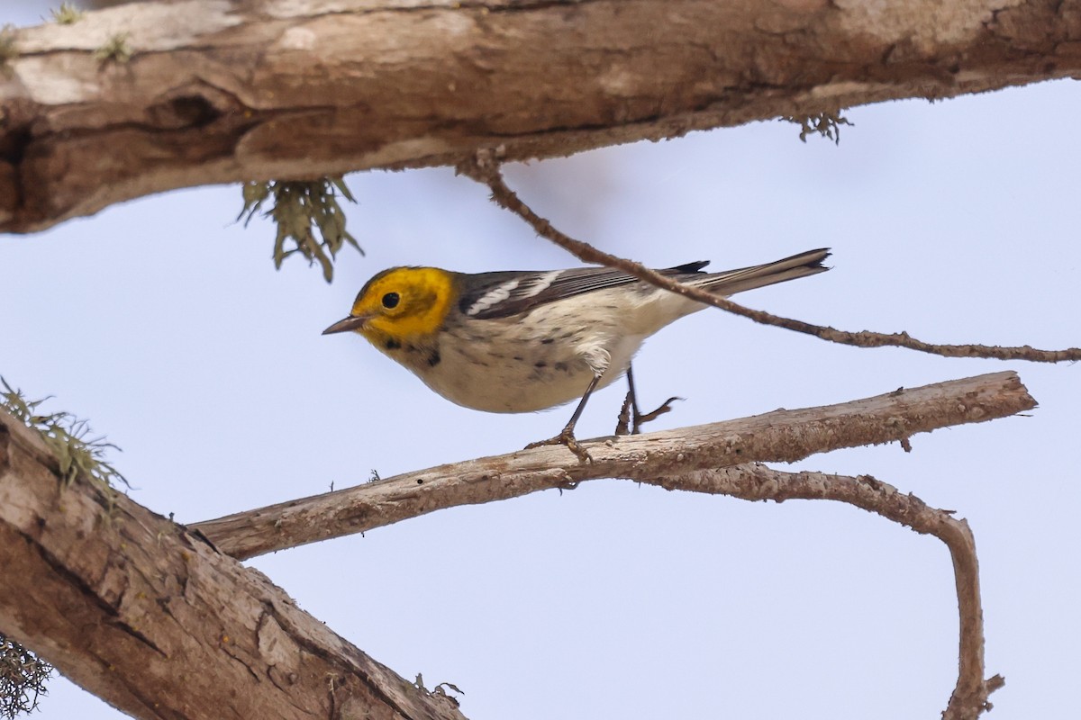 Hermit Warbler - ML642315257