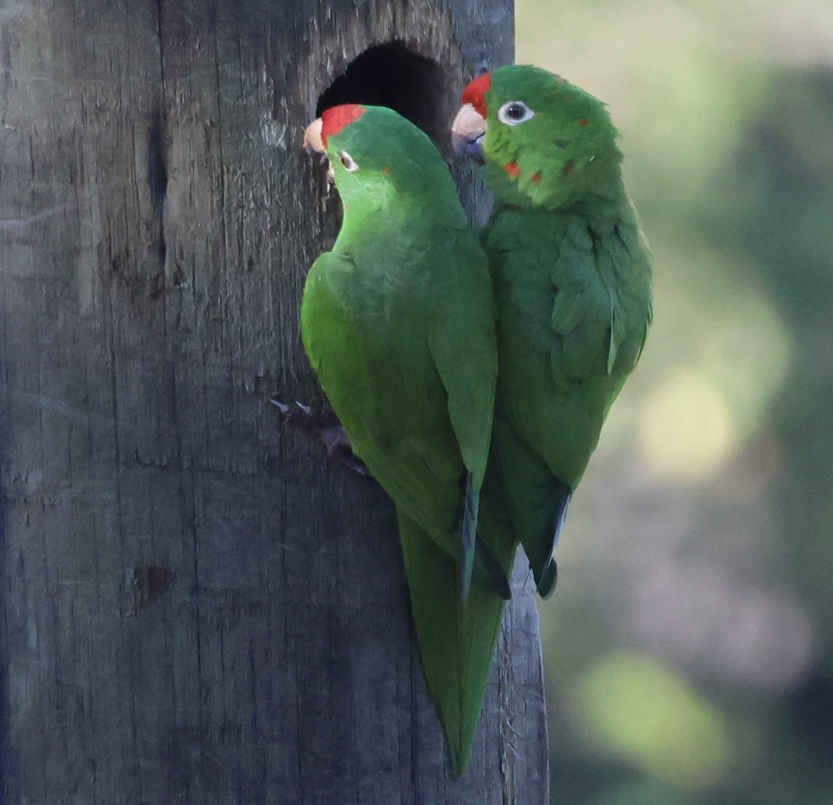 Crimson-fronted Parakeet - ML642315258