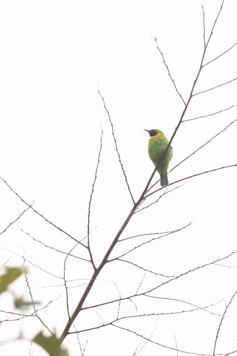 Golden-fronted Leafbird - ML642315259