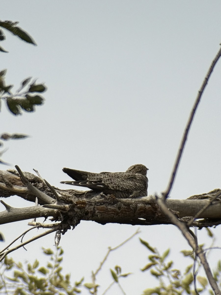 Common Nighthawk - ML642315260