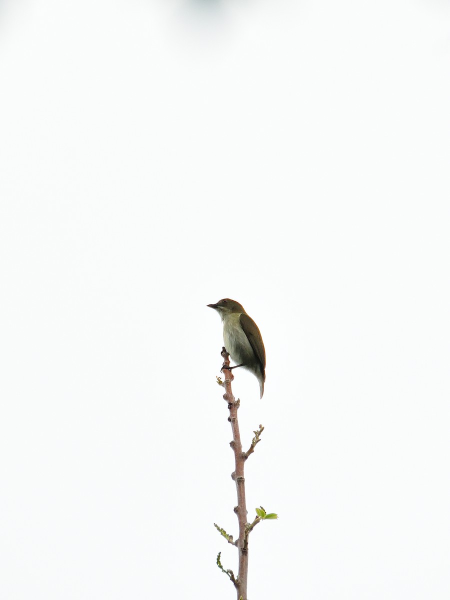 Golden-rumped Flowerpecker - ML642315266
