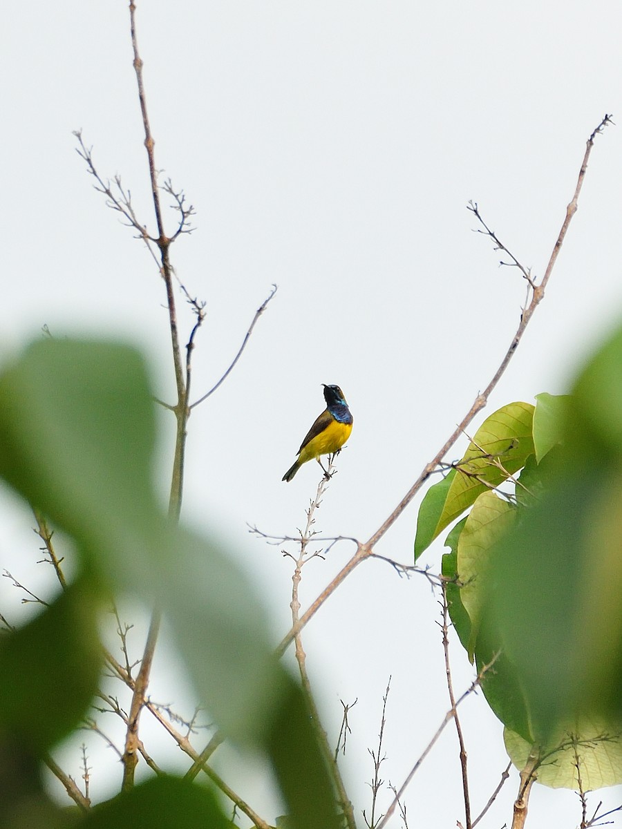 Ornate Sunbird - ML642315269