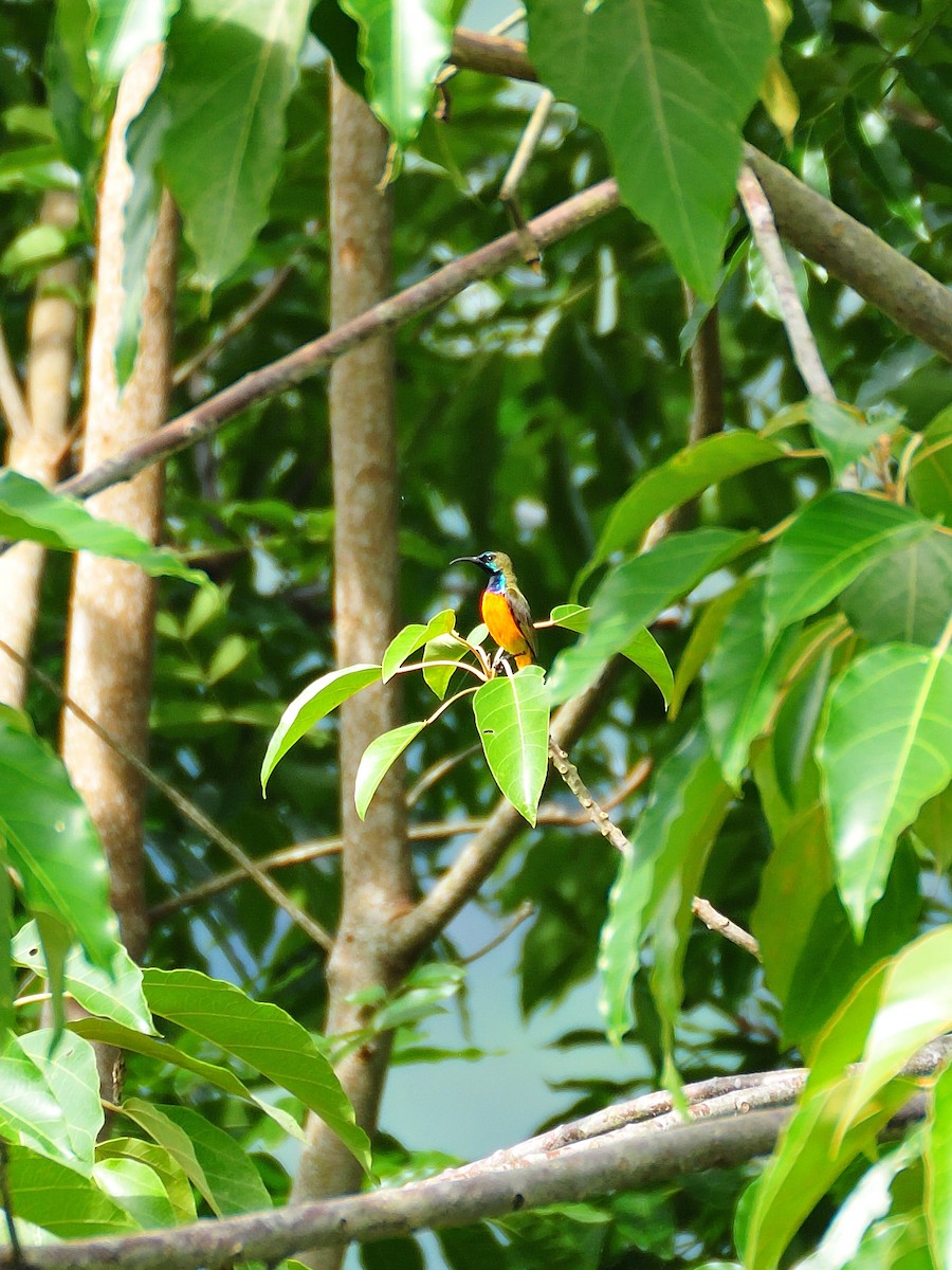 Ornate Sunbird - ML642315270