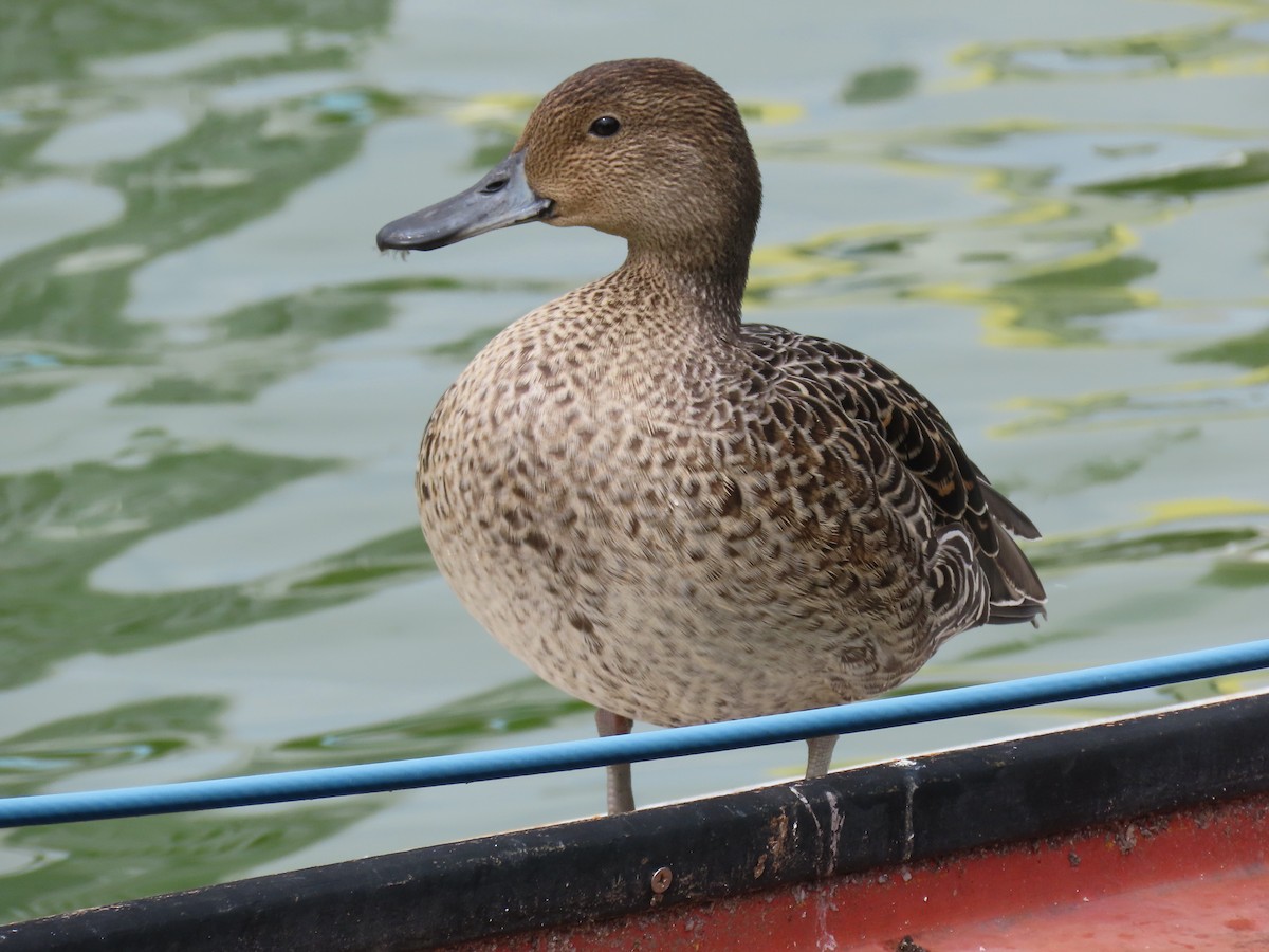 Northern Pintail - ML642315272