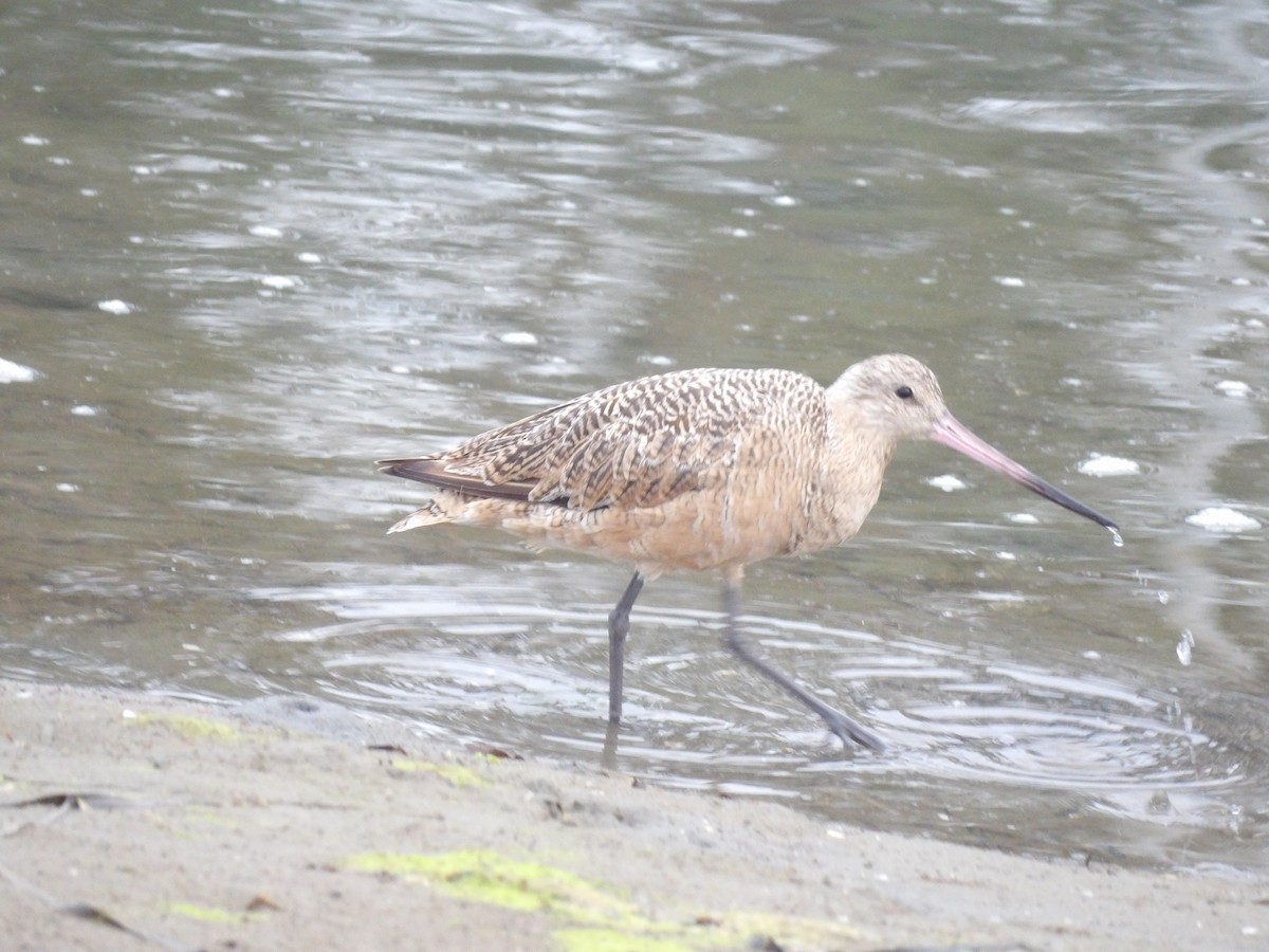 Marbled Godwit - ML642315273
