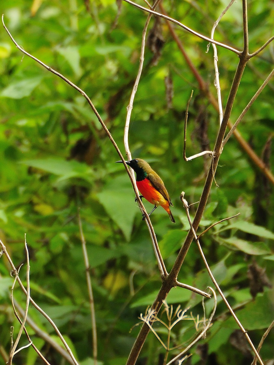 Sonnennektarvogel - ML642315276