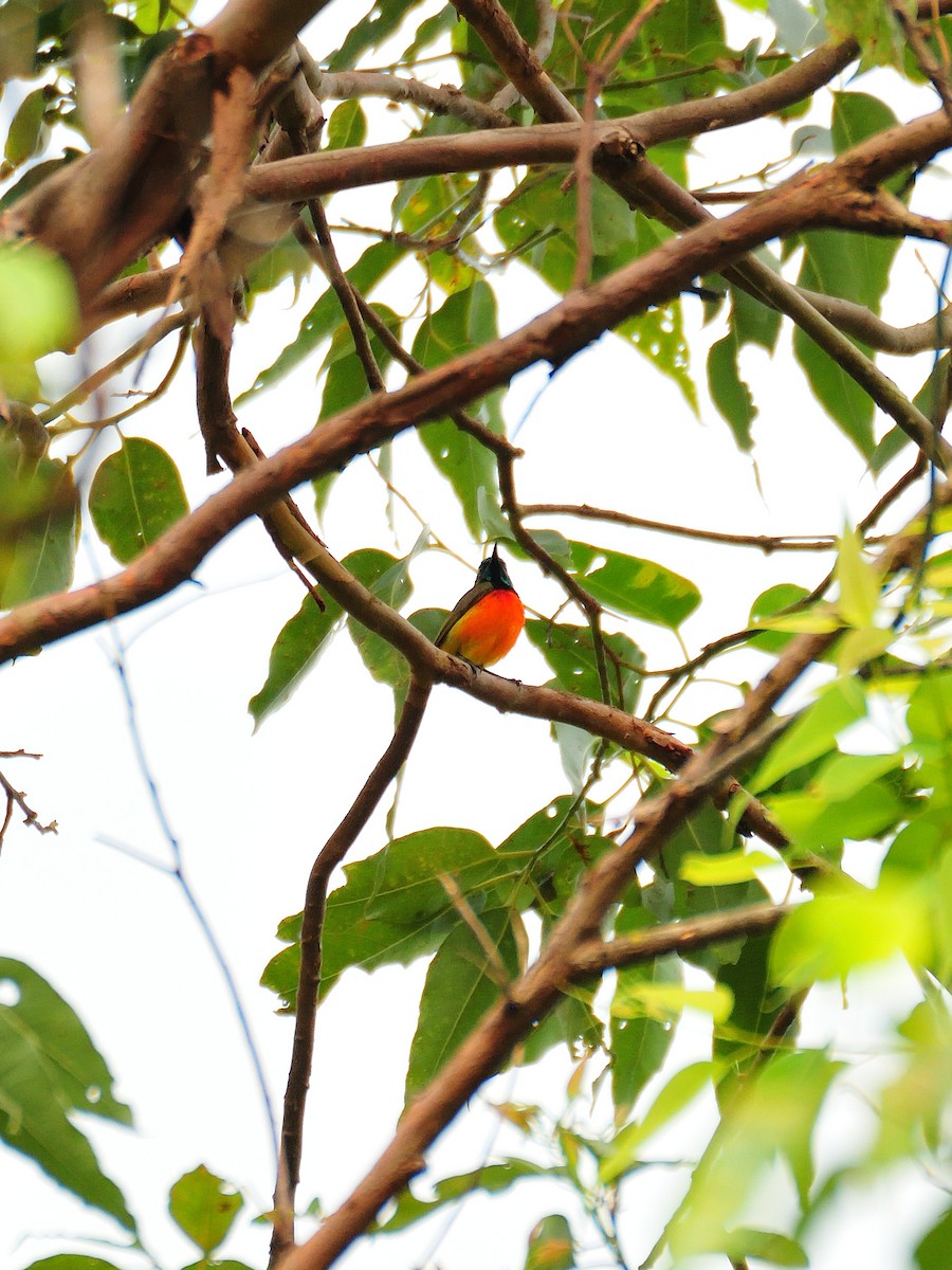 Sonnennektarvogel - ML642315278