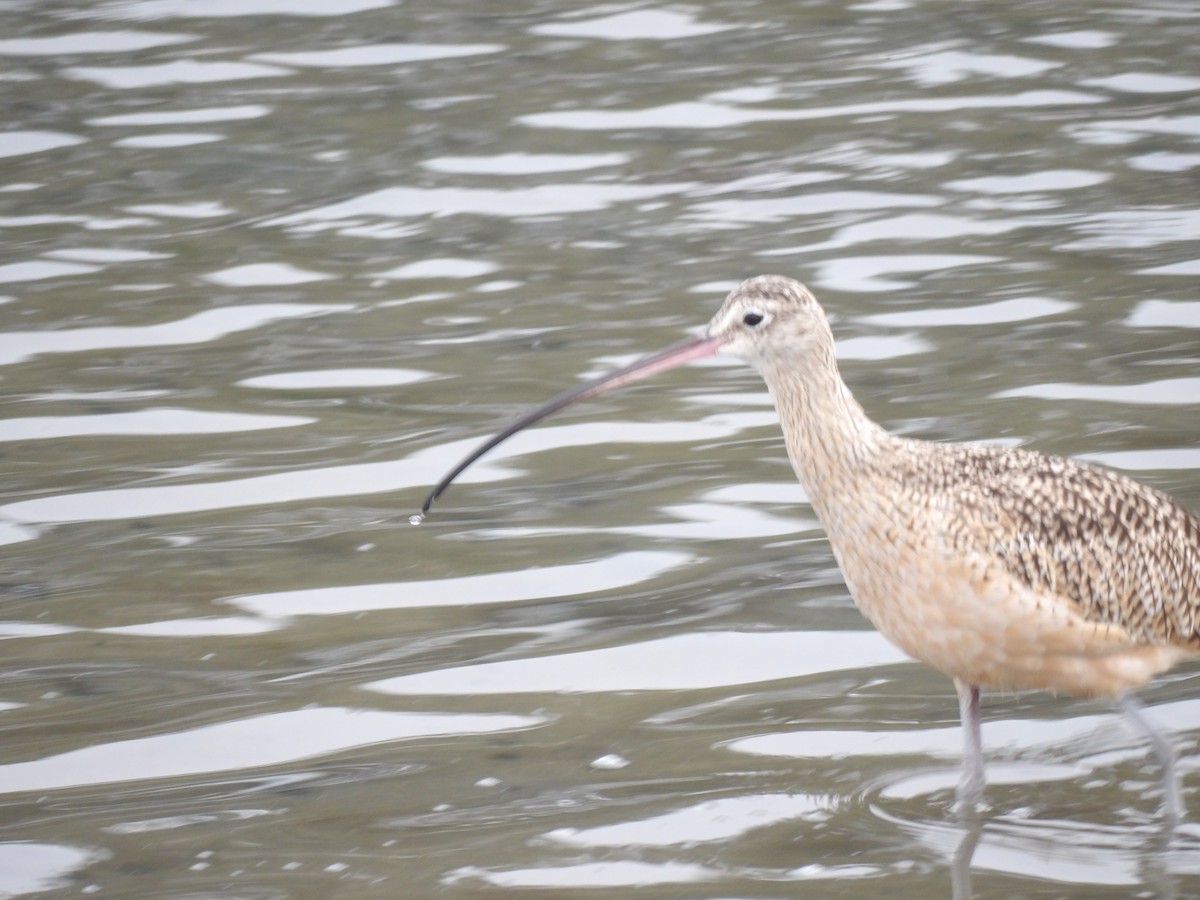 Long-billed Curlew - ML642315280