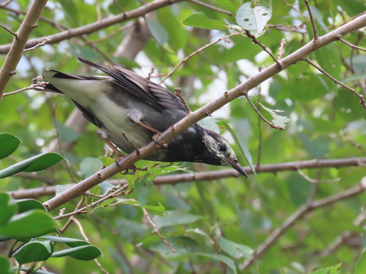 sotstær - ML642315286