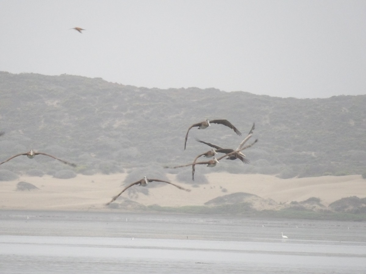 Brown Pelican - ML642315288