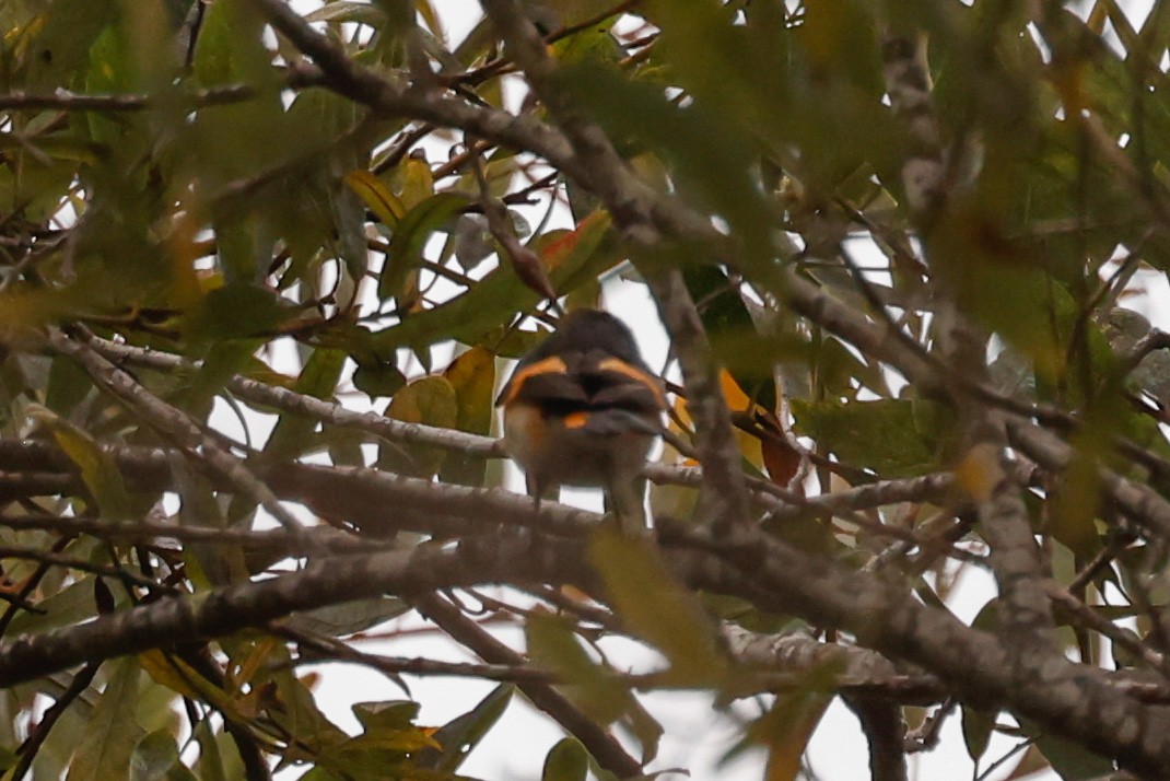 Paruline flamboyante - ML642315289