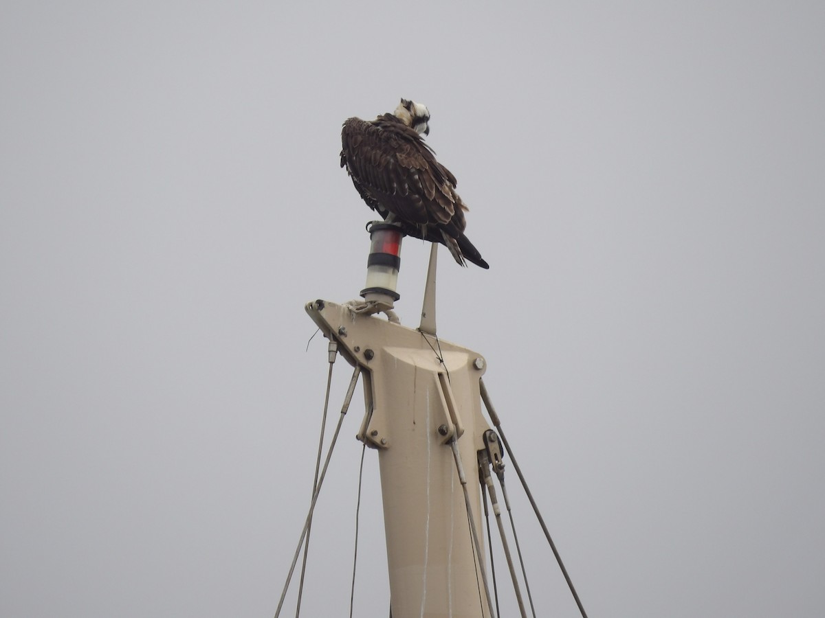 Osprey - ML642315290