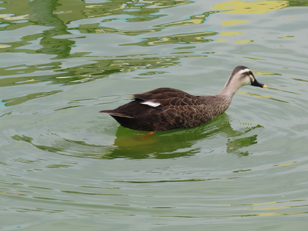 kinaand - ML642315296