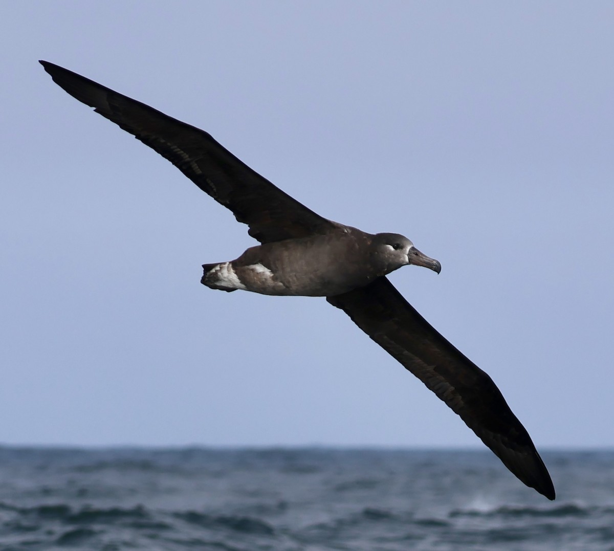 Albatros à pieds noirs - ML642315300