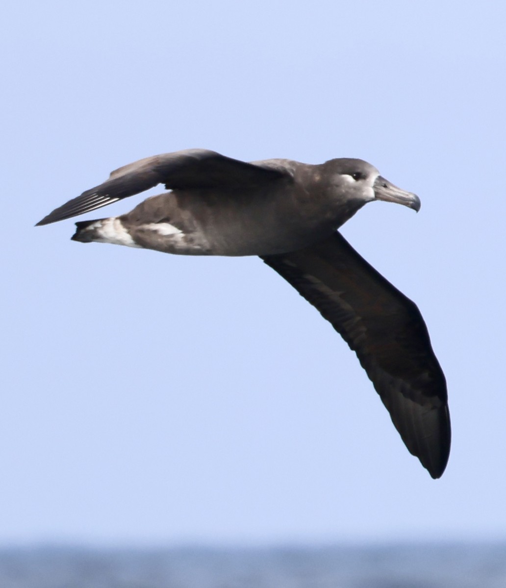 Albatros à pieds noirs - ML642315301
