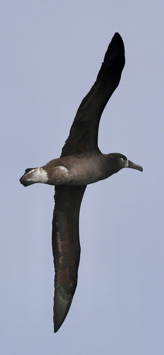 Albatros à pieds noirs - ML642315302